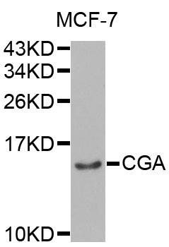 CGA antibody