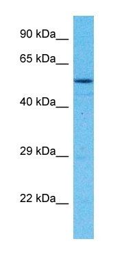 CGAT1 antibody