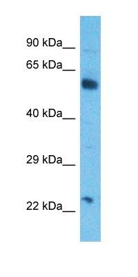 CGAT2 antibody