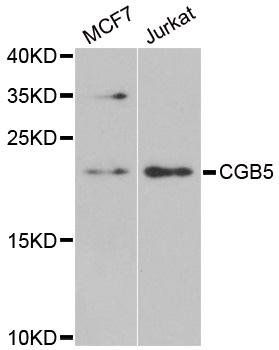 CGB5 antibody