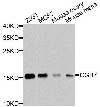 CGB7 antibody