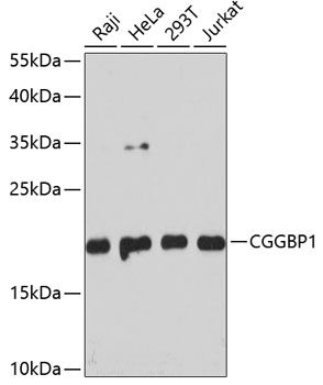 CGGBP1 antibody