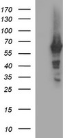 CGI 62 (ZC2HC1A) antibody