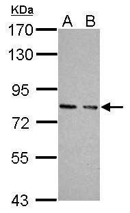protein kinase cGMP-dependent 1 Antibody