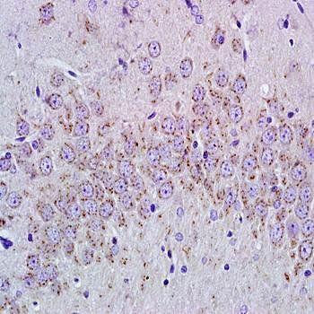 CGMP Rabbit Polyclonal Antibody