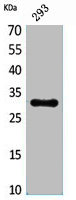 CGREF1 Antibody