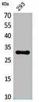 CGREF1 antibody