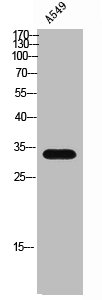 CGREF1 antibody