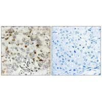 CGREF1 Antibody
