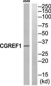 CGREF1 antibody