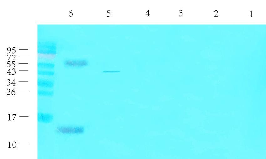 CGRP Rabbit Polyclonal Antibody