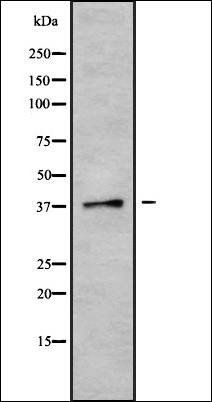 CGRRF1 antibody
