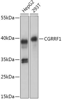 CGRRF1 antibody