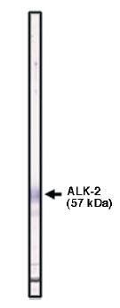 ch-Alk2 antibody