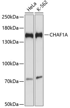 CHAF1A antibody