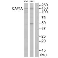 CHAF1A antibody