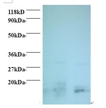 Charged multivesicular body protein 2a antibody (Biotin)
