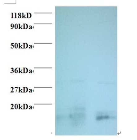 CHMP2A Antibody, Biotin conjugated