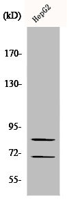 Chat antibody