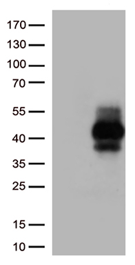 CHCHD10 Antibody