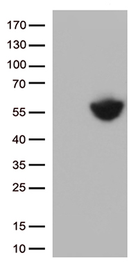 CHCHD10 Antibody