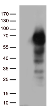 CHCHD10 Antibody