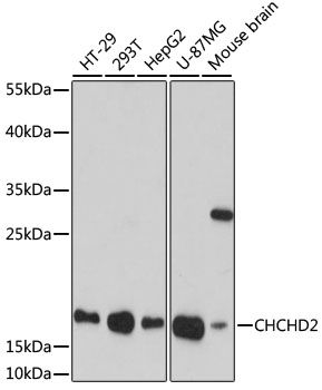 CHCHD2 antibody
