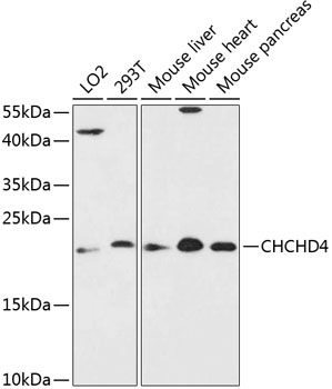 CHCHD4 antibody