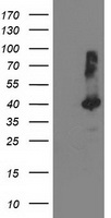 CHCHD5 antibody