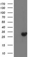 CHCHD5 Antibody