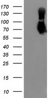 CHCHD5 Antibody