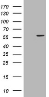 CHCHD5 antibody