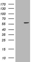 CHCHD5 Antibody