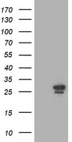 CHCHD5 antibody