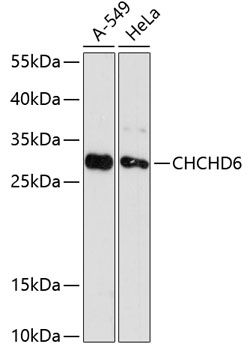 CHCHD6 antibody