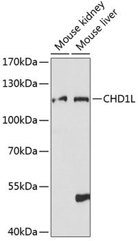 CHD1L antibody