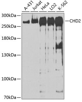 CHD2 antibody