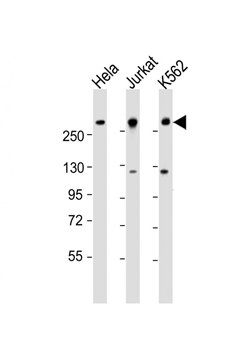 CHD3 antibody