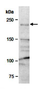 CHD3 antibody