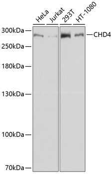 CHD4 antibody