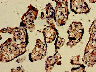 CHD5 Antibody