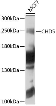 CHD5 antibody