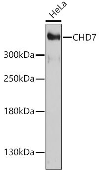 CHD7 antibody