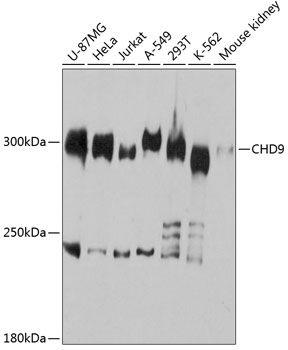 CHD9 antibody