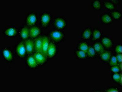 Checkpoint protein HUS1 antibody