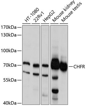 CHFR antibody