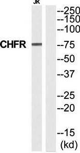 CHFR Antibody