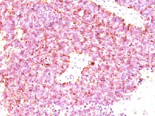 CHGA Antibody