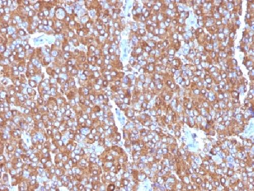 CHGA Antibody