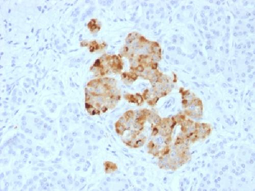 CHGA Antibody